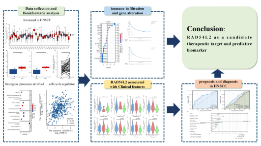 RAD54-Like Protein 2 Is a Potential Diagnostic and Prognostic