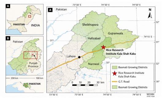 Climate Variability and Its Impact on Rice Yield and Disease Dynamics in Pakistan's Basmati Belt