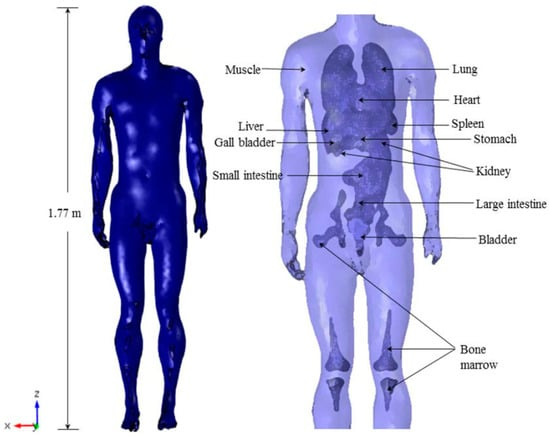 Analysis of the Interaction Effects of Electromagnetic Fields with Major Living Tissues&mdash;One Health Concept Numerical Evaluation Strategy
