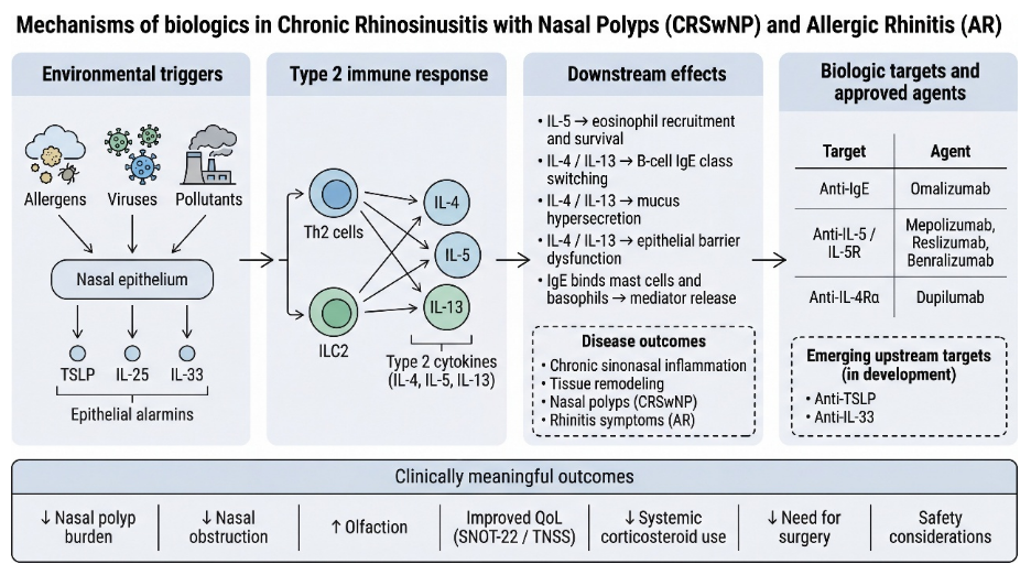 Advances in Biologics for Rhinology: Evidence and Prospects in Chronic Rhinosinusitis with Nasal Polyps (CRSwNP) and Allergic Rhinitis