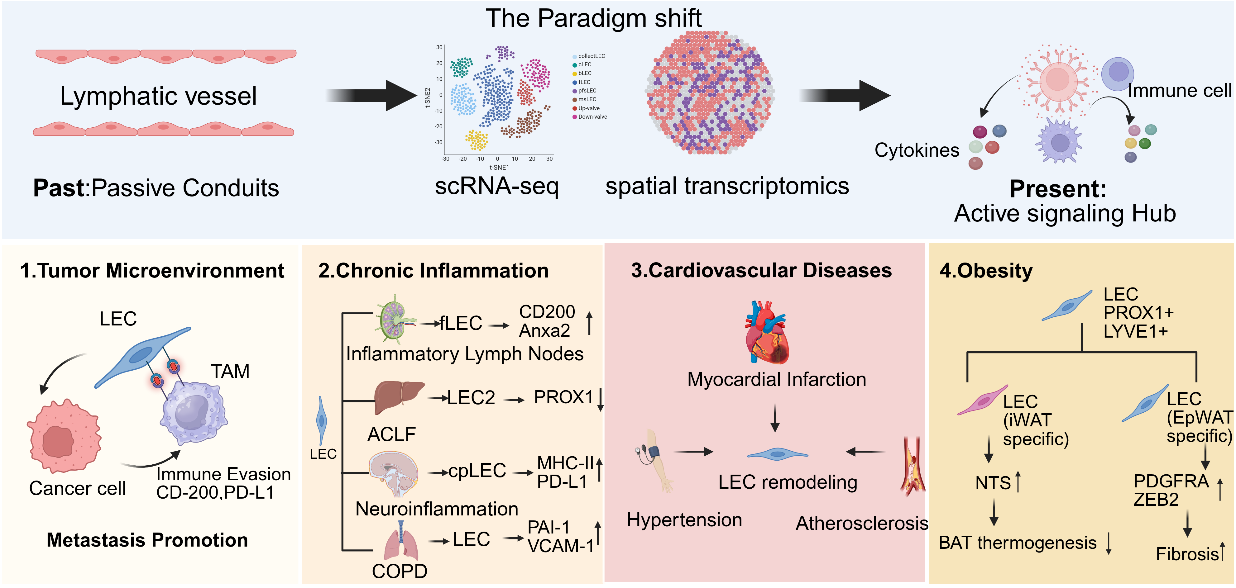 Single-Cell Sequencing and Spatial Transcriptomics Reveal Functional Plasticity of Lymphatic Endothelial Cells in Disease