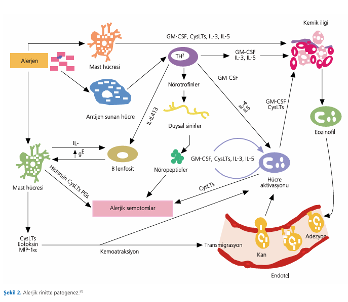 Efficacy of montelukast and desloratadine combination in allergic rhinitis
