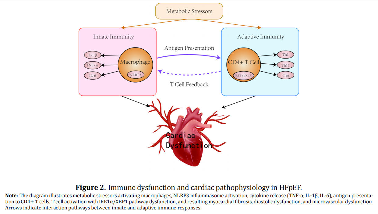 HFpEF in the Elderly: Exercise-Based Immunomodulatory Interventions and New Strategies
