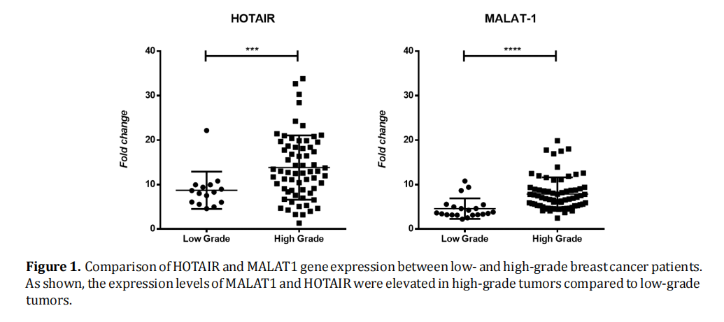 Differential Expression of MALAT1 and HOTAIR lncRNAs in Early and Advanced Stage Breast Cancer Patients: Potential Prognostic Biomarkers