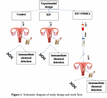 Expressions of miR-199a-5p and miR-125b-5p and their target genes in the endometrium of recurrent implantation failure patients following in uterus infusion of autologous peripheral blood mononuclear cells