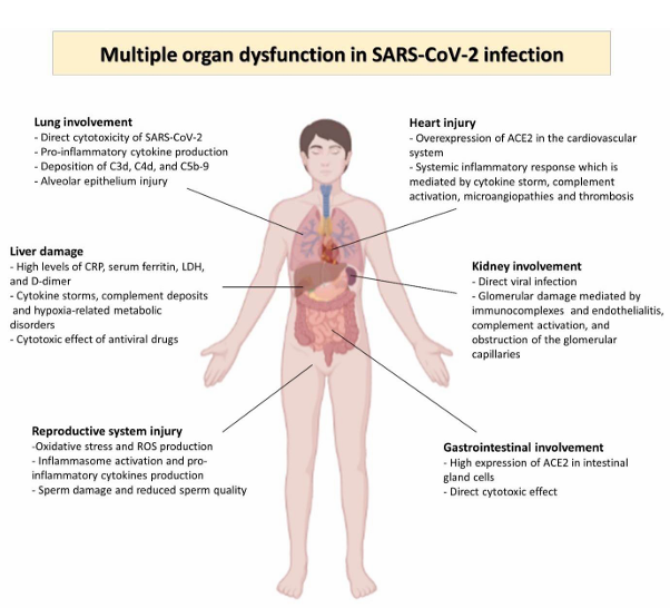 Complement system as the potential therapeutic target in the management of COVID-19 patients