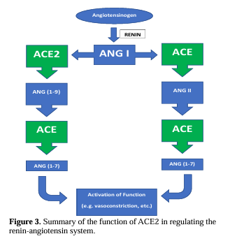 Targeting the ACE2 receptor using nanomedicine: Novel approach to lung cancer therapy