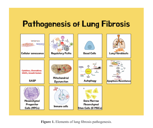 Current mechanisms in the pathogenesis of lung fibrosis