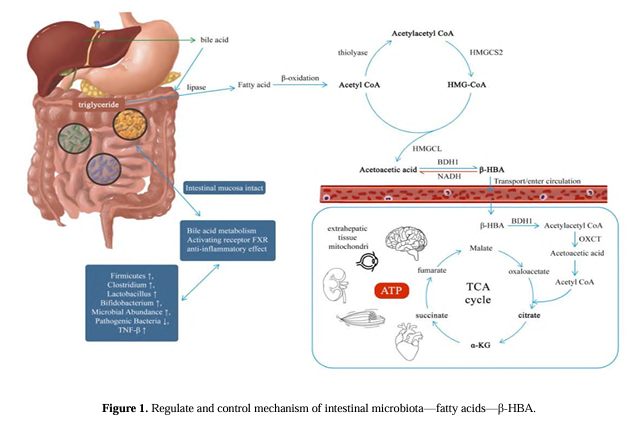 Novel targeted cancer therapy based on &beta;-hydroxybutyric acid associated energy metabolism regulated by intestinal flora