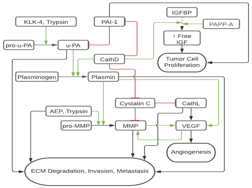 Oxidative enzymes and vitamin E in ovarian cancer: Insights from a case-control study