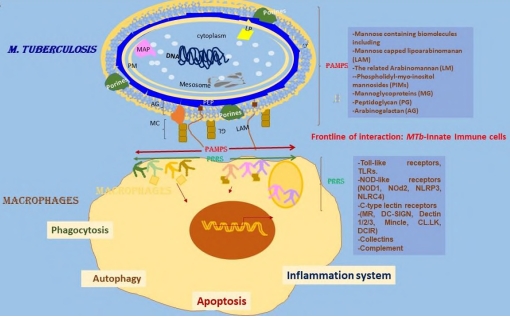 Routing Innate and Adaptive Immune response against M. tuberculosis and boosting Mycobacterium bovis Bacillus Calmette G&uuml;erin (BCG) vaccine immunity through prime boost protocols