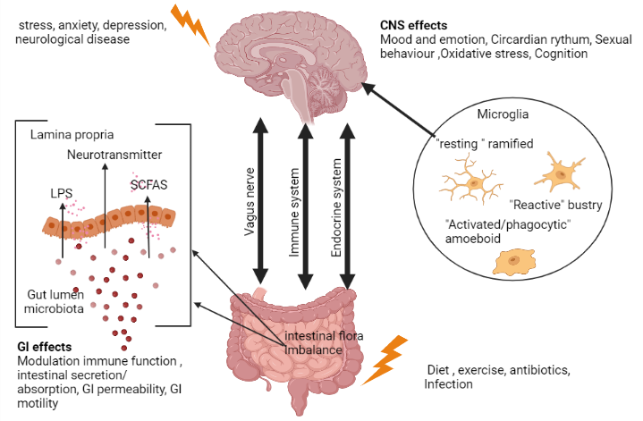 Potential therapeutic application of probiotics in the treatment of neuropathic pain: A mechanistic aspects of brain-gut axis