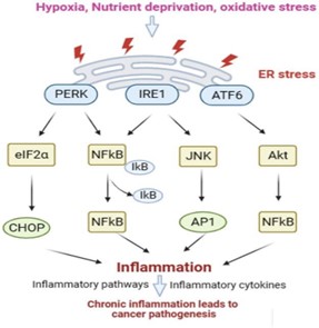 ER stress mediated inflammation in cancer pathogenesis