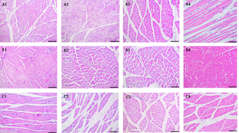 Experimental study on the preservation of amputated limb by low-temperature HTK preservation solution arterial perfusion