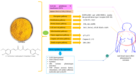 Chemopreventive approach of Indian spice &ldquo;Curcumin&rdquo; in the treatment of breast cancer