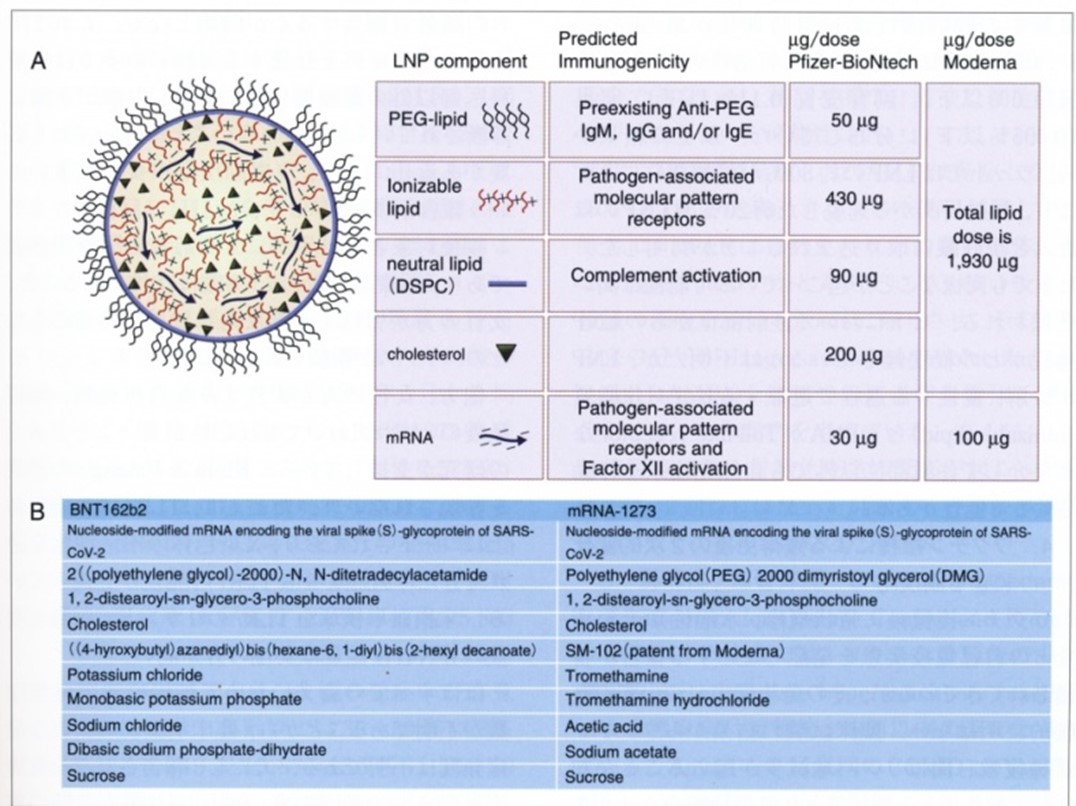 The pathophysiology and clinical phenotypes of COVID-19 mRNA vaccine-related cutaneous adverse reactions: A narrative review
