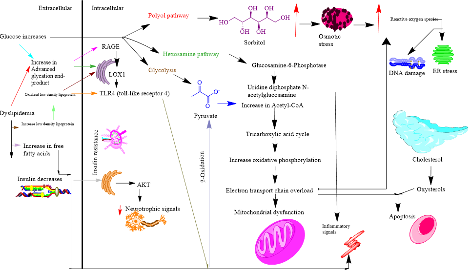 Expanding arsenal against diabetic neuropathy through betaine: Success so far and bottlenecks