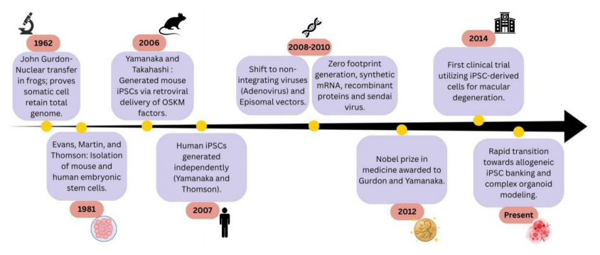 Human iPSC Models at the Nexus of Environmental Exposures and Human Health: Advancements, Applications, and Future Directions