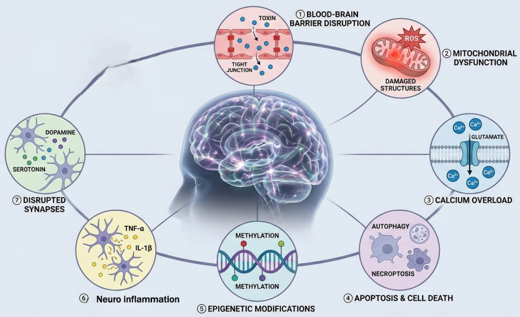 Impact of Early‑Life Exposure to Environmental Neurotoxicants on Brain Development and Risk of Neurodevelopmental Disorders in Children