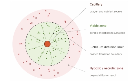 The Vascularization Crisis in 3D Bioprinting: Channel Engineering, Anastomosis, and the Missing Bridge to In Vivo Perfusion