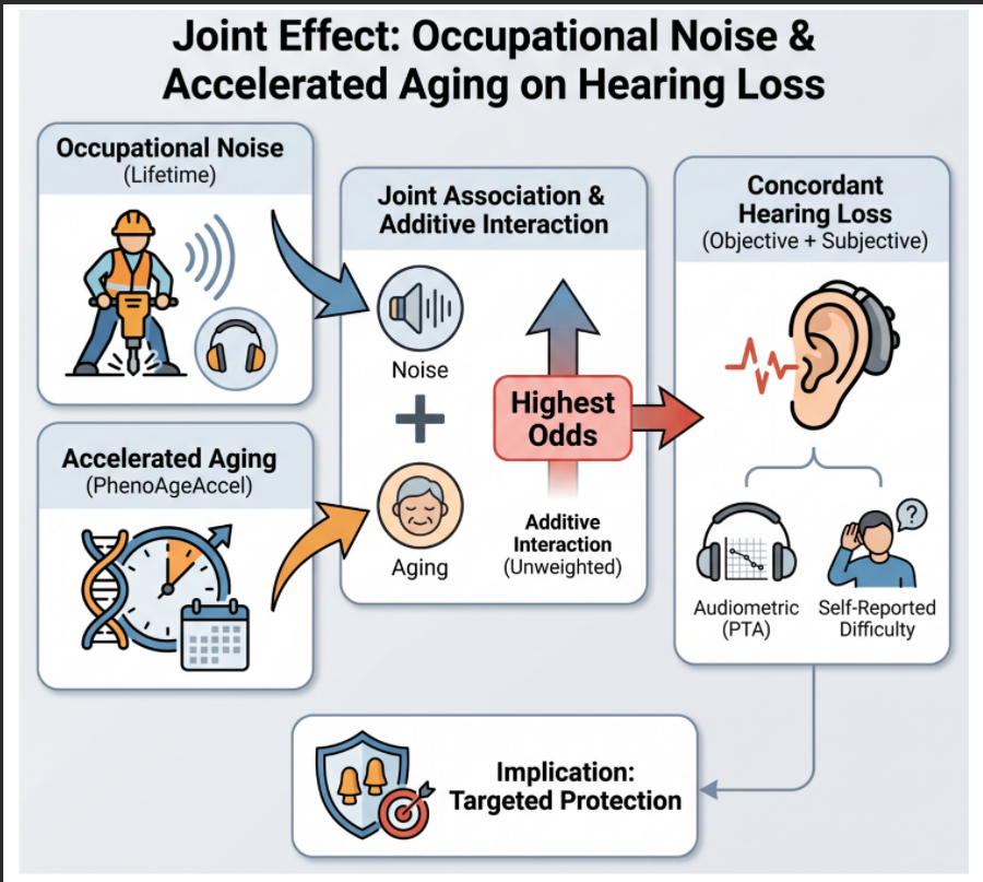 Interaction between Noise Exposure and Phenotypic Age Acceleration in Hearing Loss: An NHANES Study